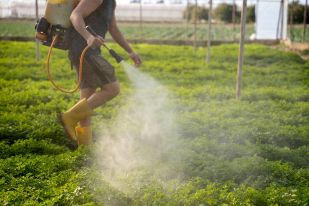 Best Wasp Removal Services  in Allendale, CA
