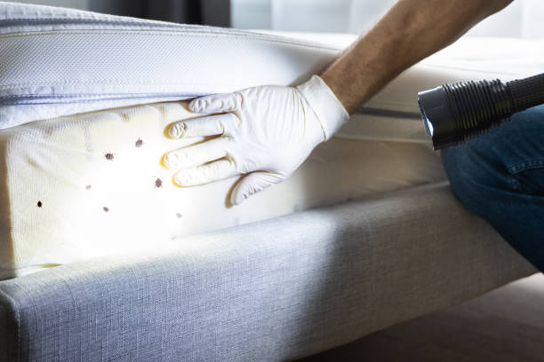 Best Exterminator Services  in Allendale, CA