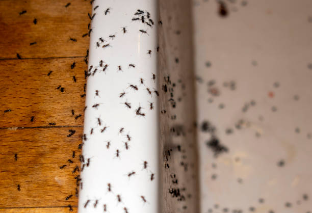 Pest Control Cost in Allendale, CA