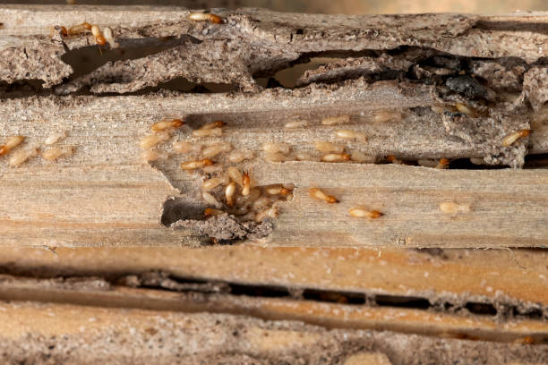 Best Best Pest Control Companies  in Allendale, CA